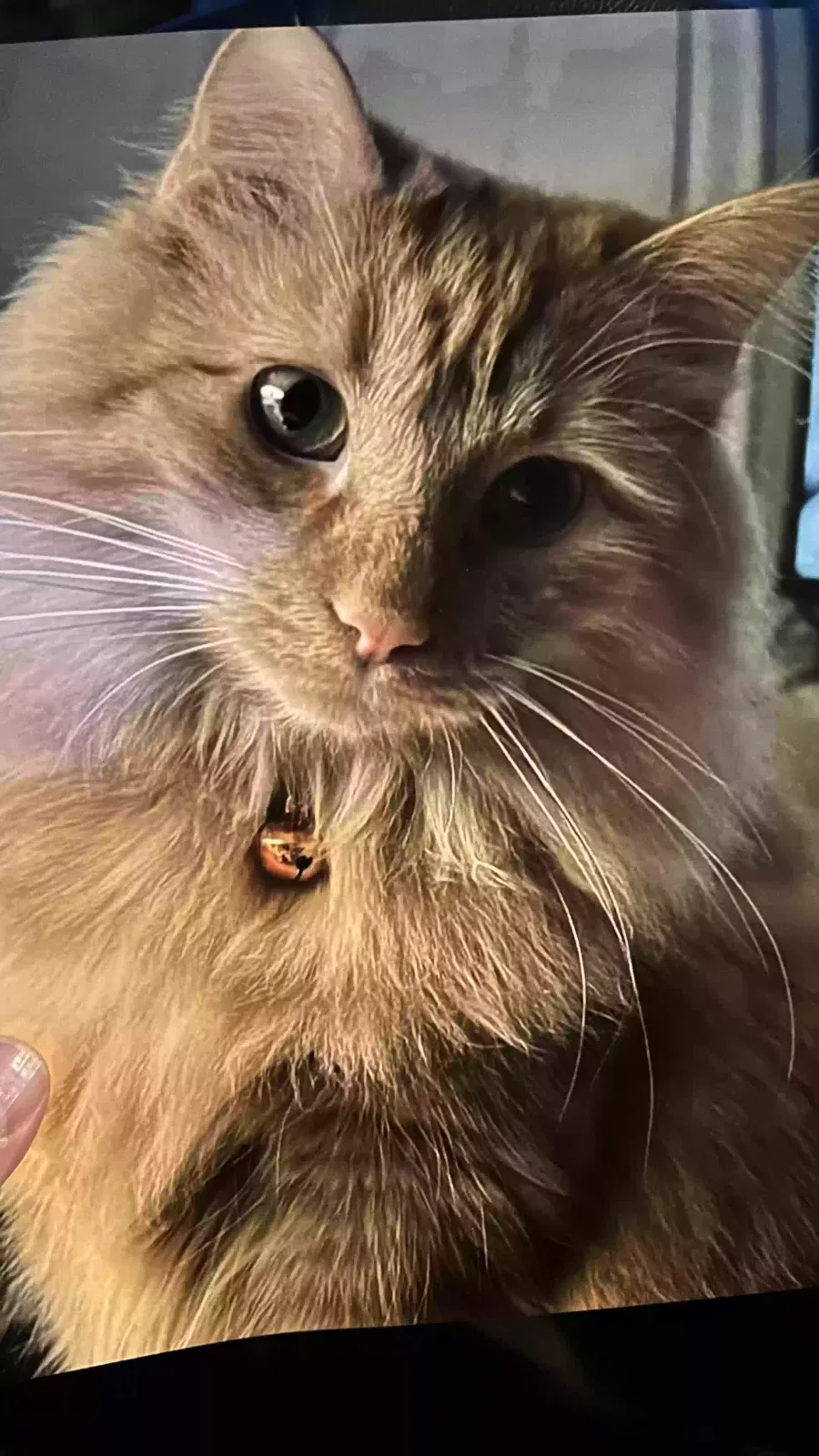 Lost cat in Cincinnati, OH, 45236