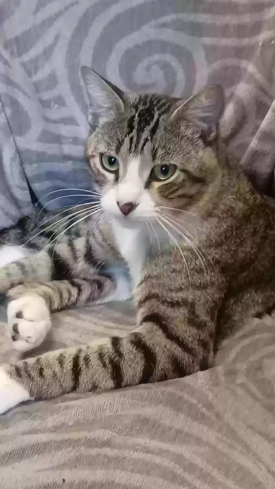 Missing Cat