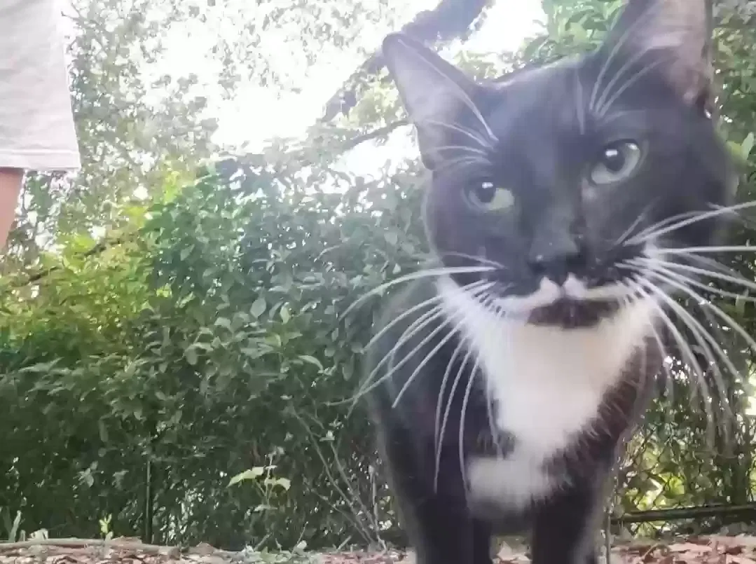 Found cat in Hollywood, FL, 33020