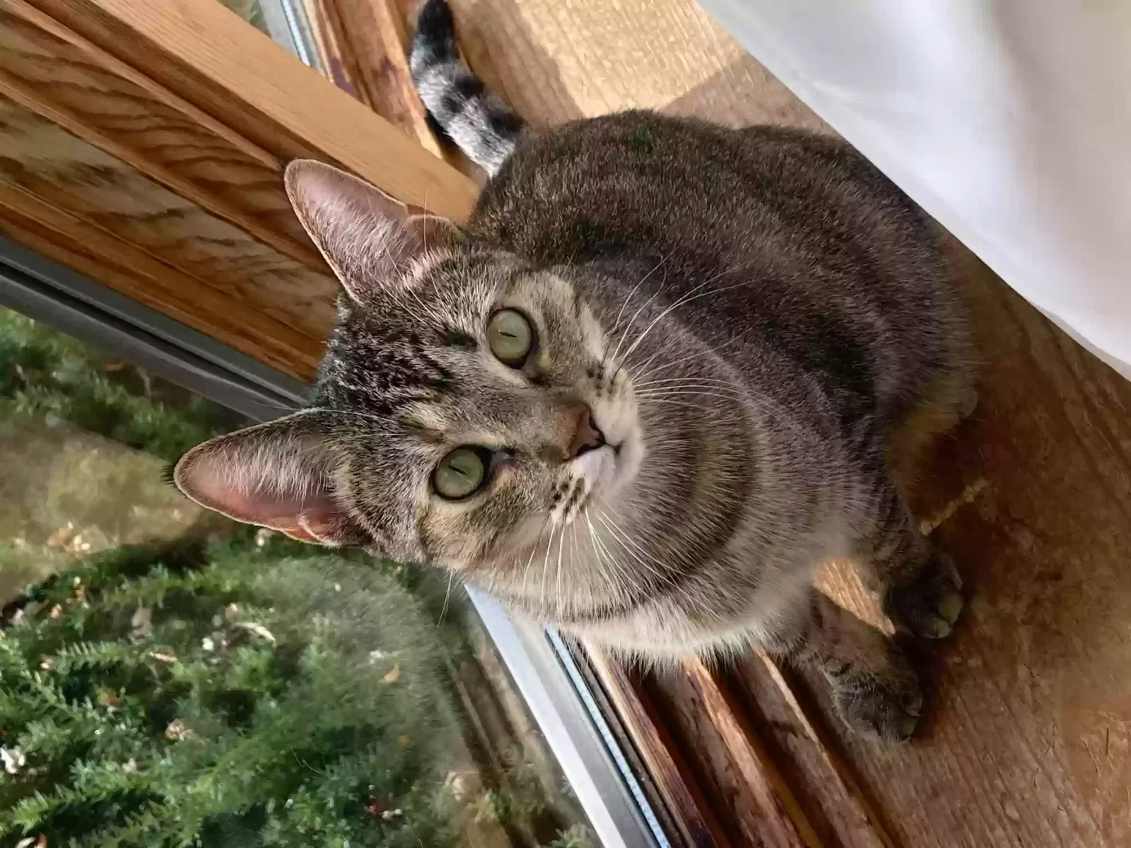 Lost cat in Denver, CO, 80219