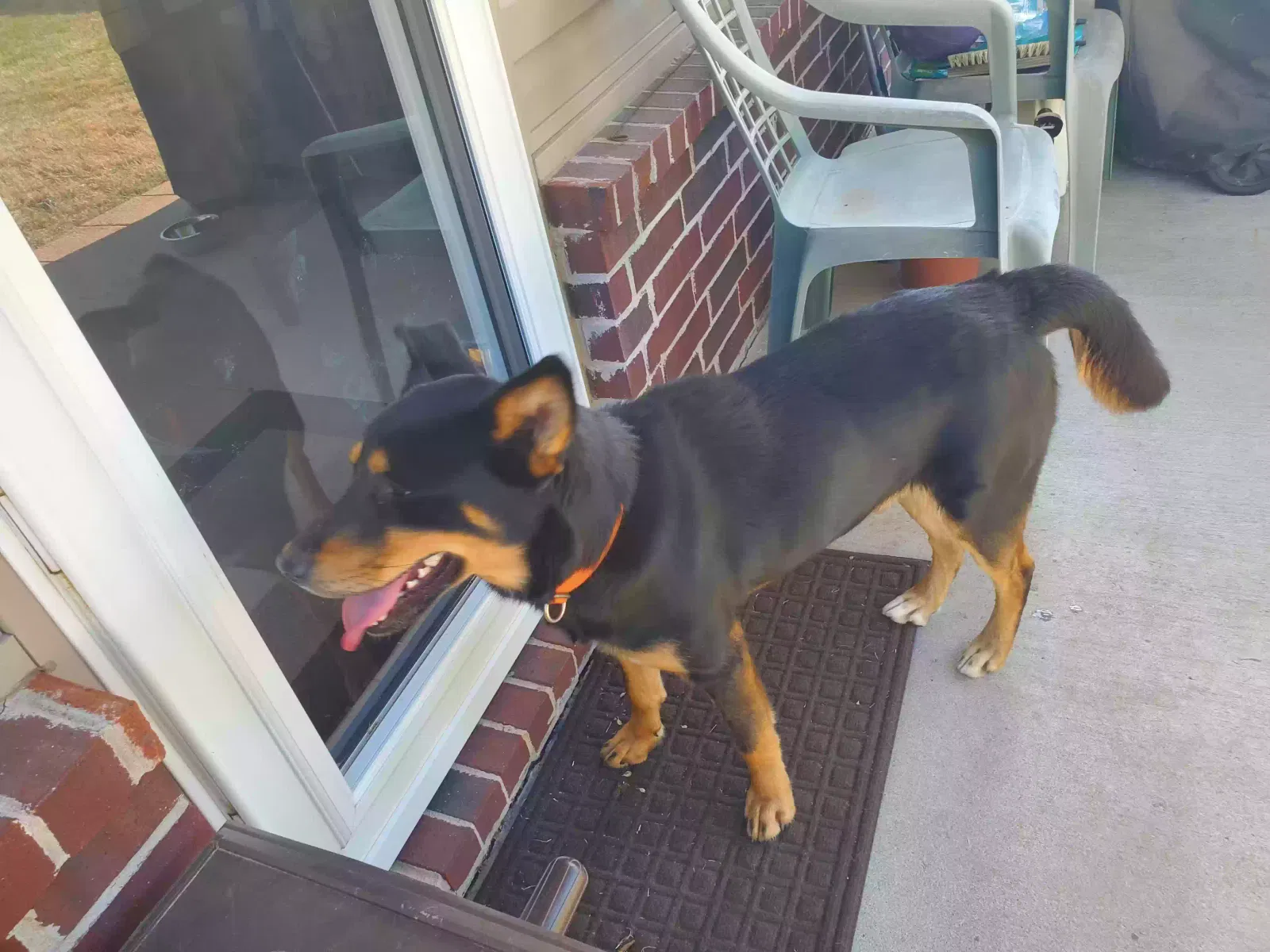 Found Dog