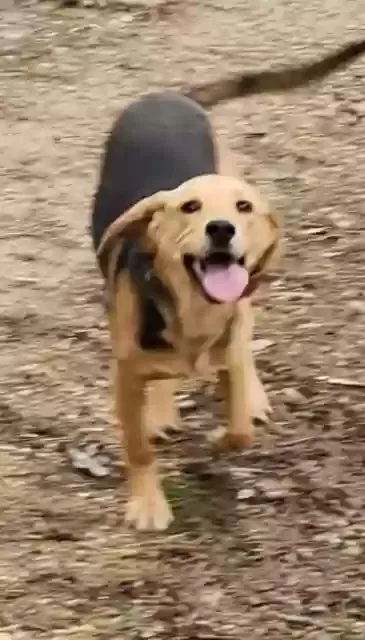 Lost dog in Rock Springs, WY, 82901