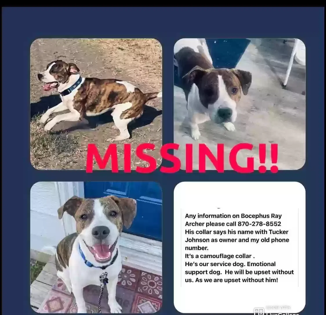 Lost dog in Manila, AR, 72442