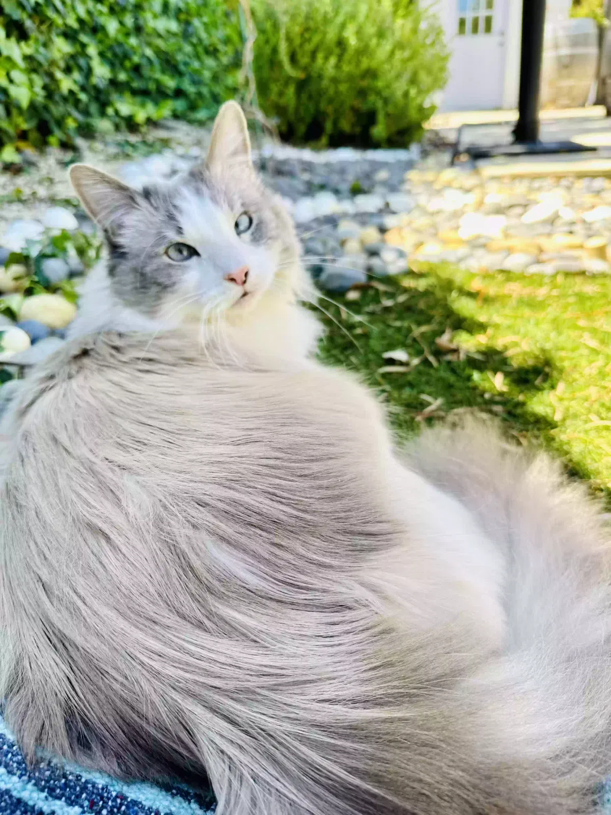 Lost cat in Sacramento, CA, 95826