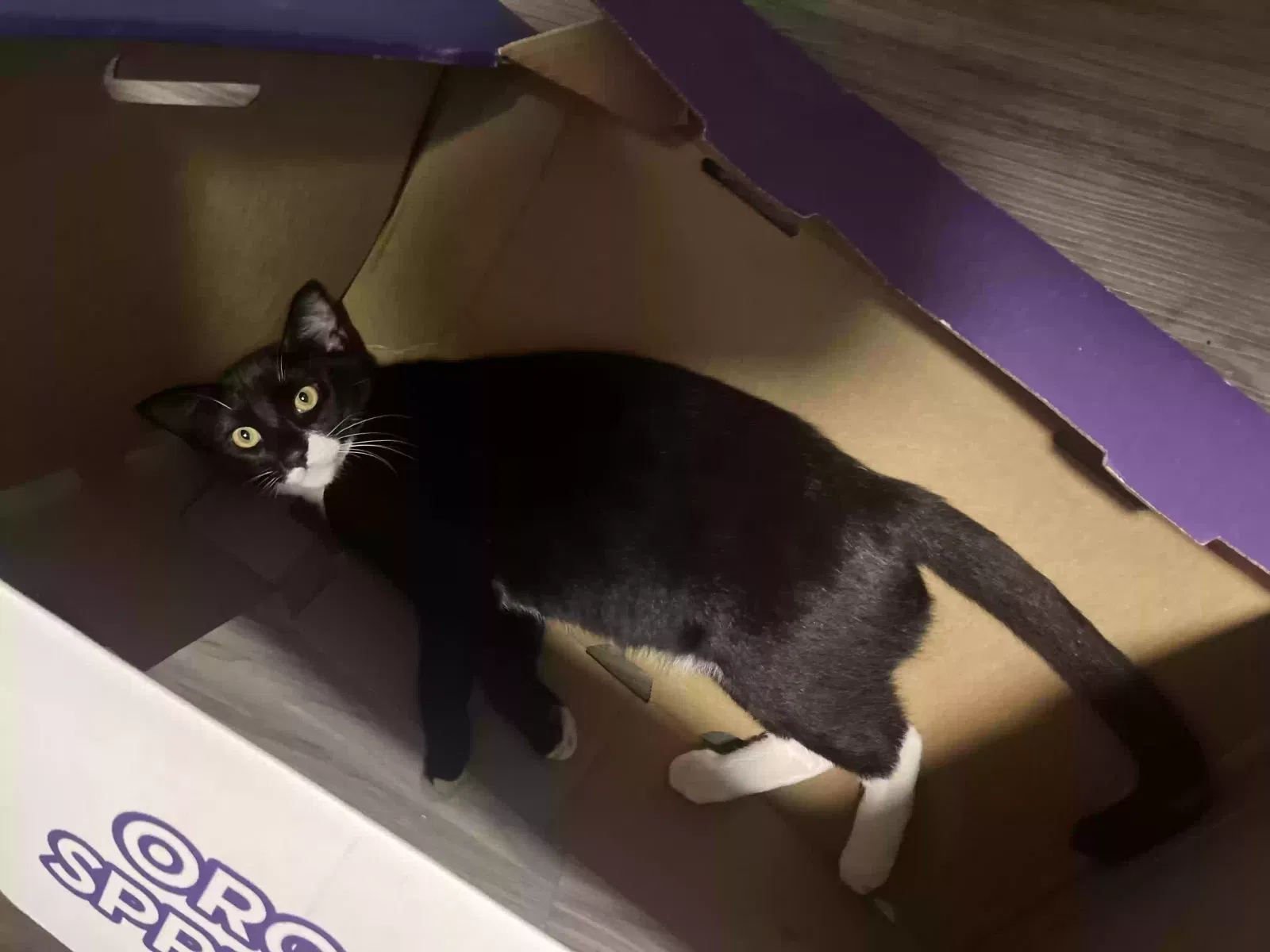 Lost cat in Hauula, HI, 96717