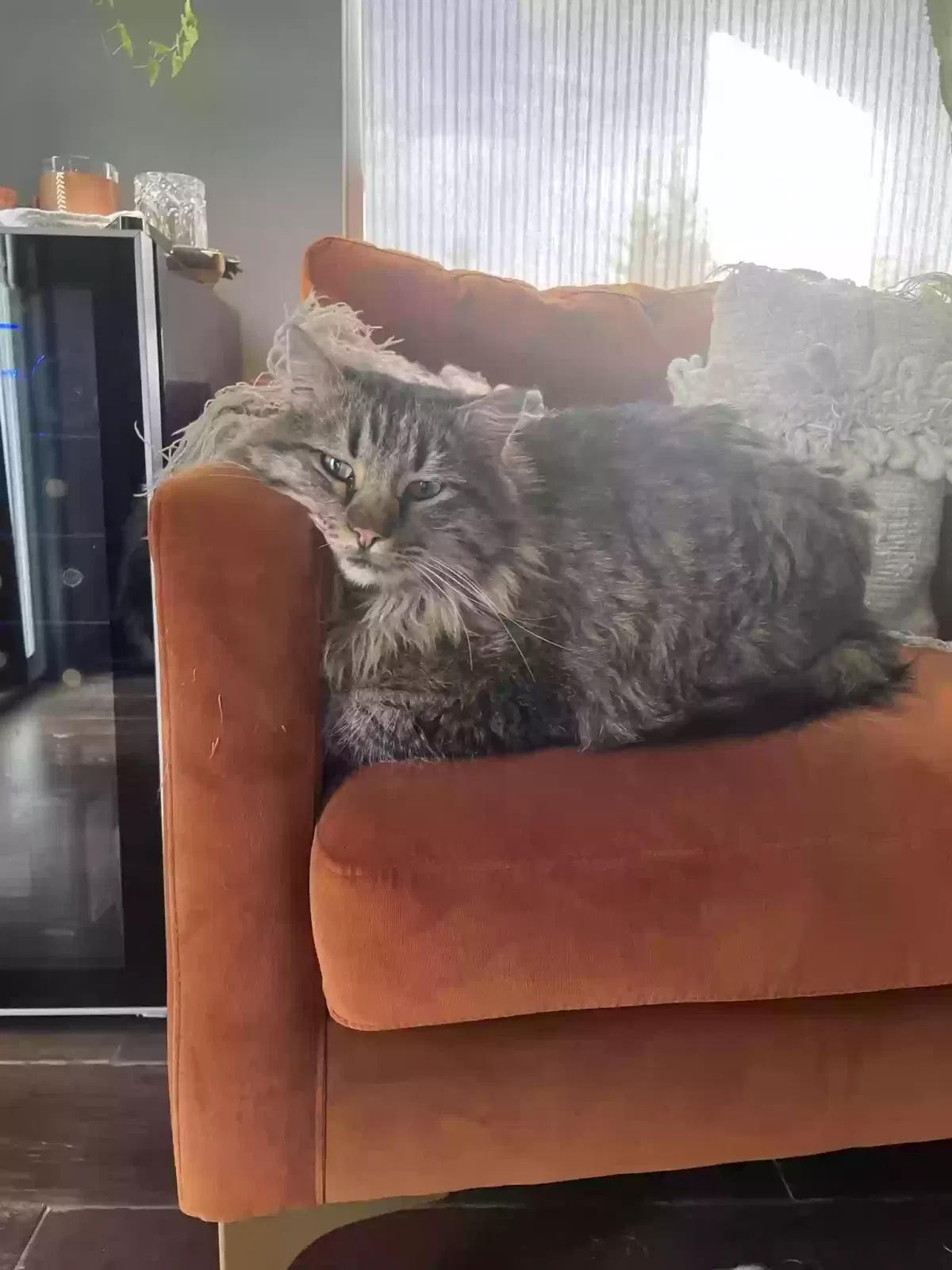Lost cat in Clearwater, KS, 67026