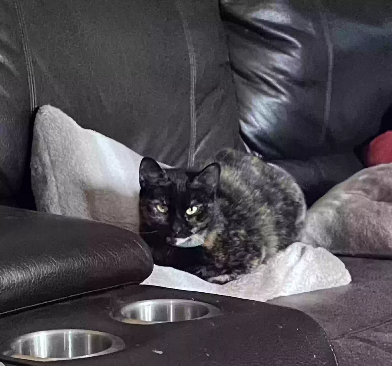 Lost cat in Kennesaw, GA, 30144