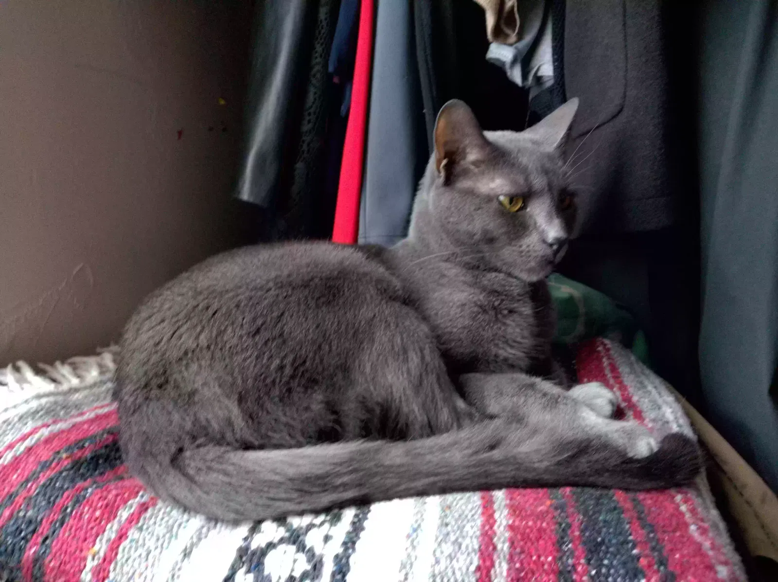 Lost cat in De Pere, WI, 54115