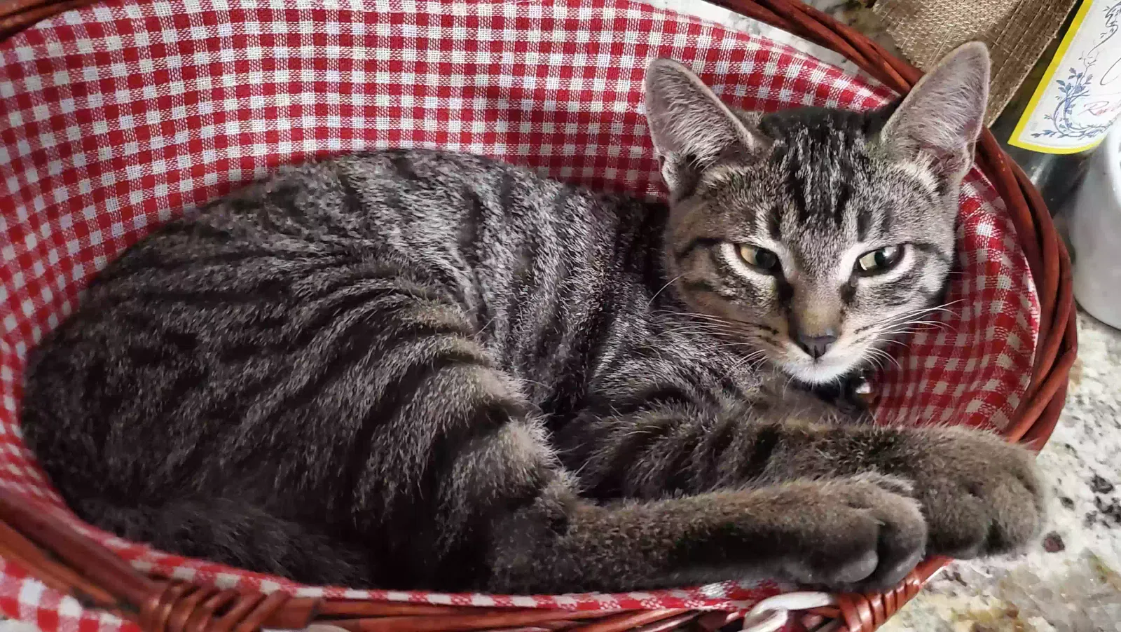 Lost cat in Auburn, CA, 95603