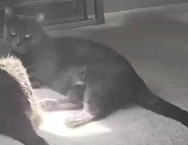 Lost cat in Greensboro, NC, 27406