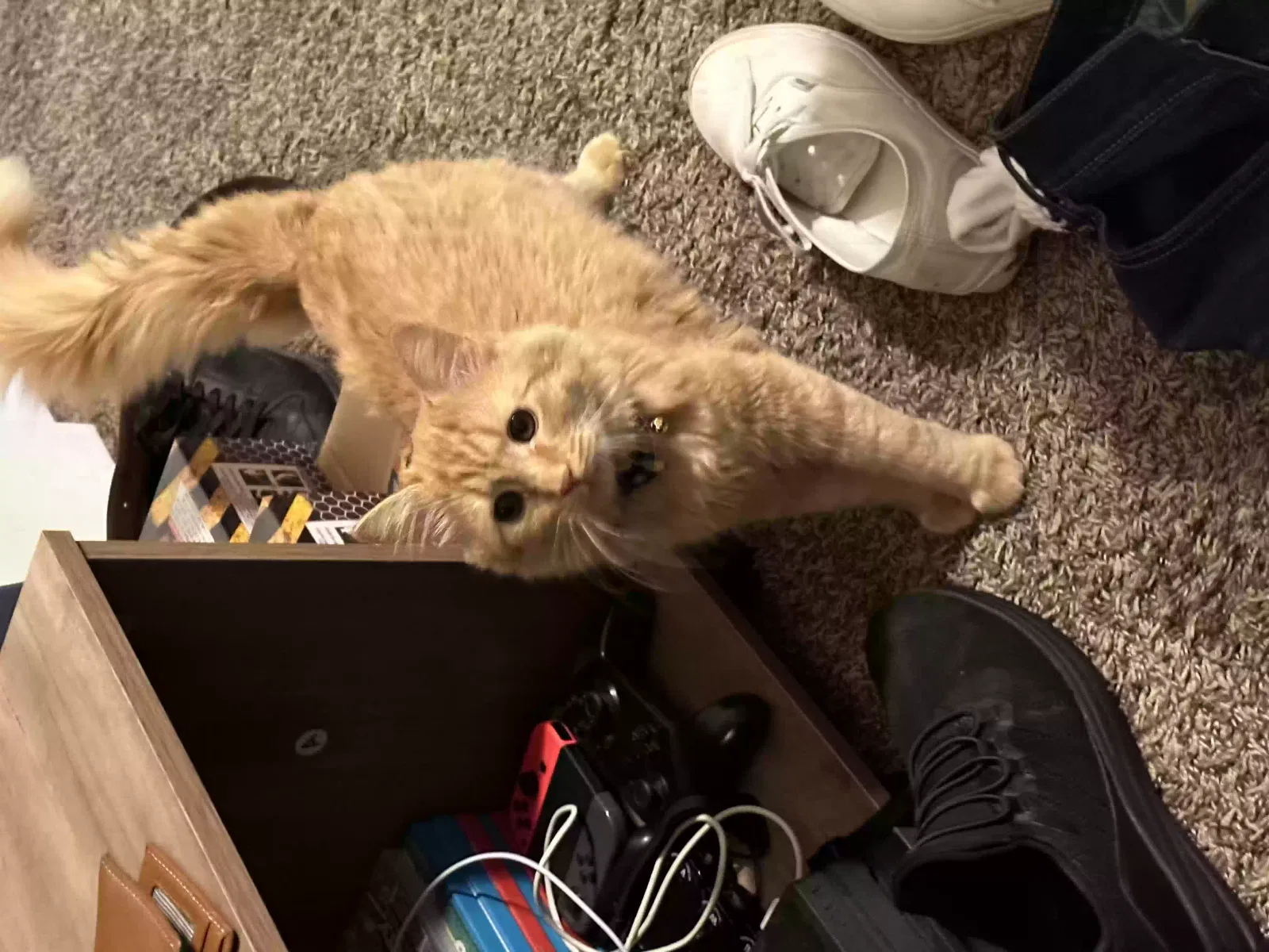 Lost cat in Modesto, CA, 95351