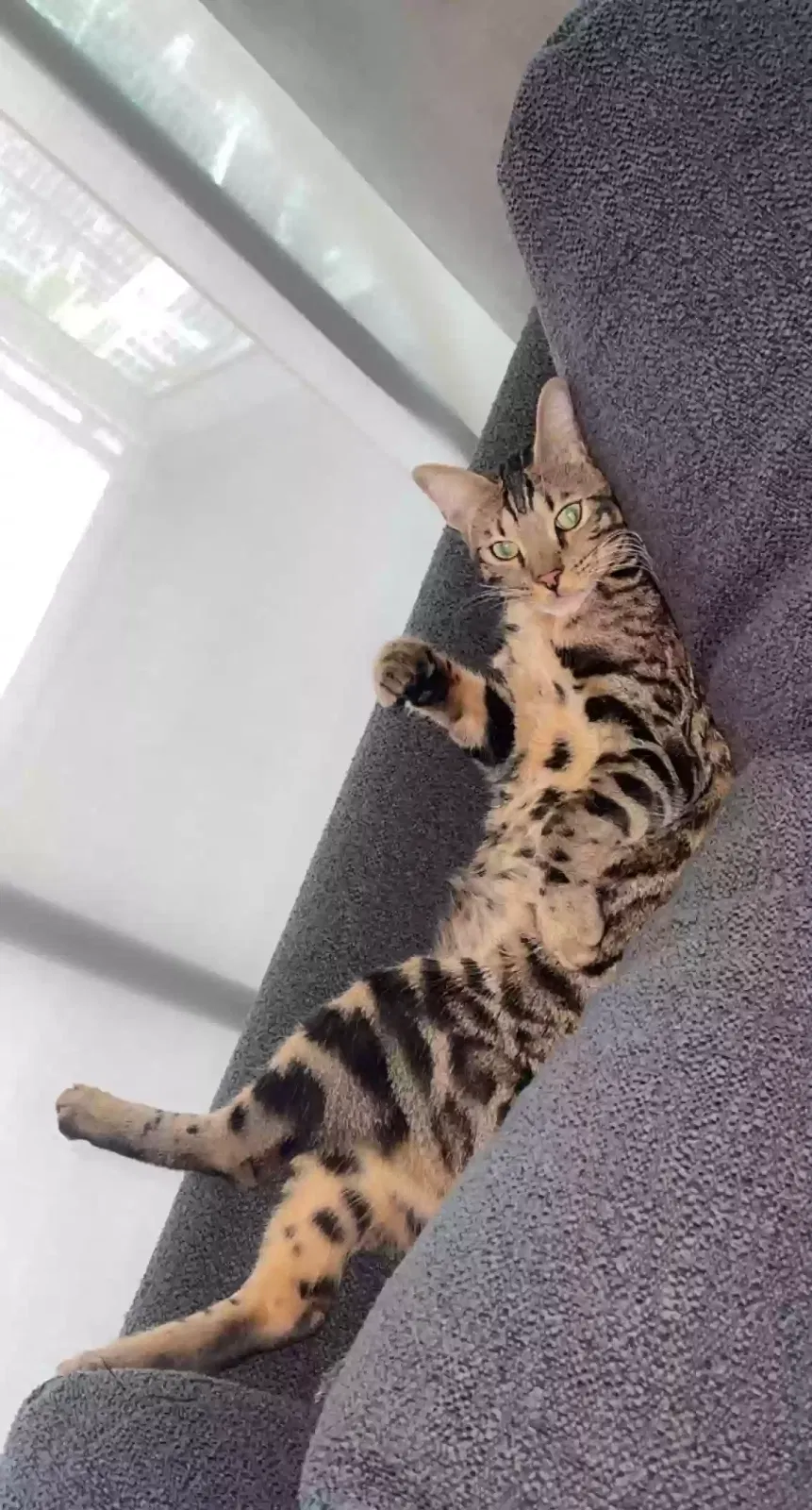 Lost cat in Henderson, NV, 89052