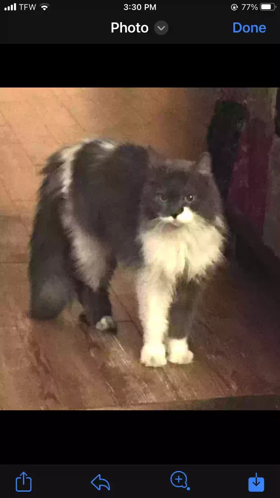 Lost cat in Tampa, FL, 33609