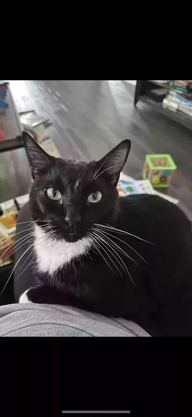 Lost cat in Pensacola, FL, 32534