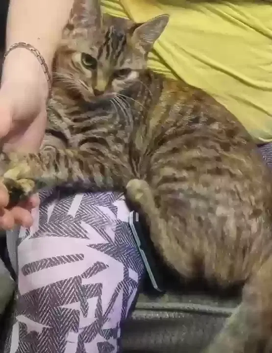 Lost cat in Port Orchard, WA, 98367