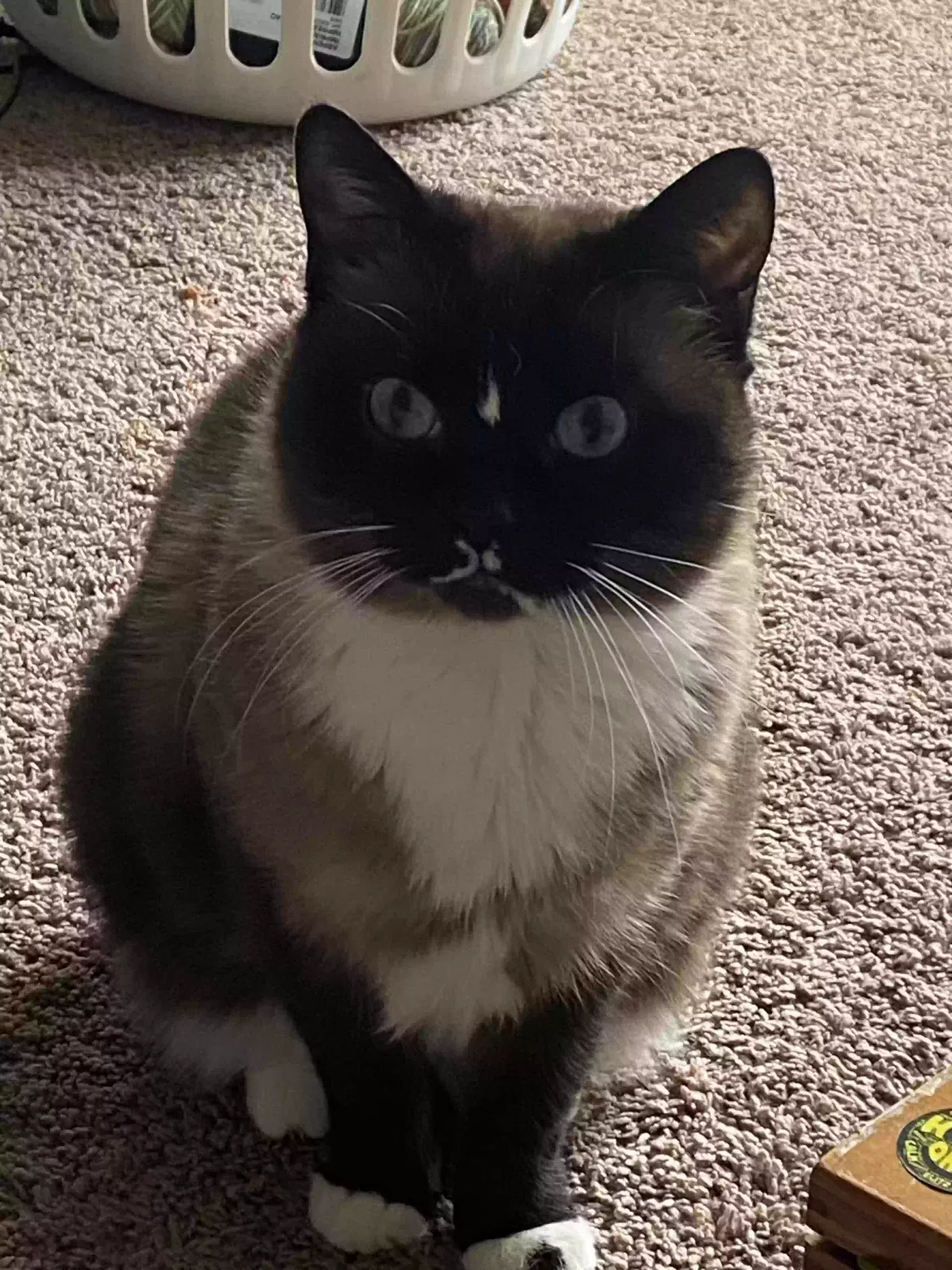 Lost cat in Loves Park, IL, 61111