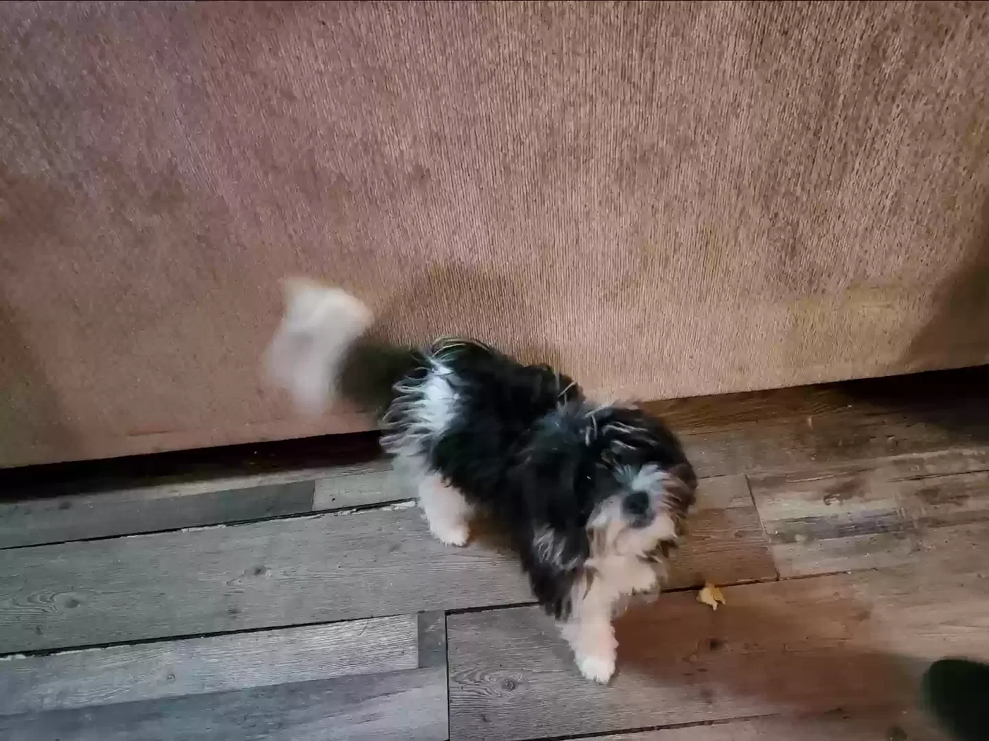 Lost dog in Morganton, NC, 28655