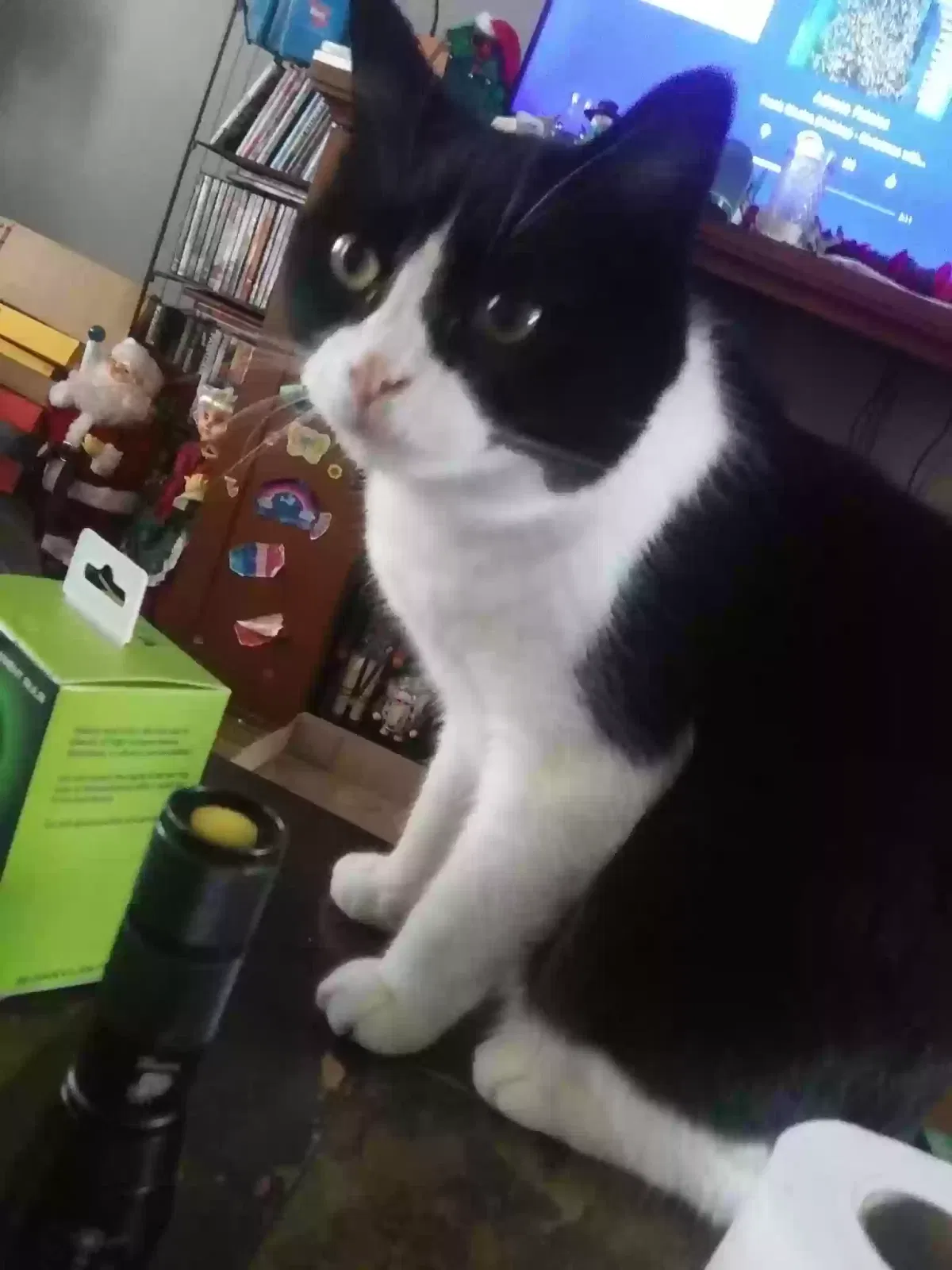 Lost cat in Fostoria, MI, 48435
