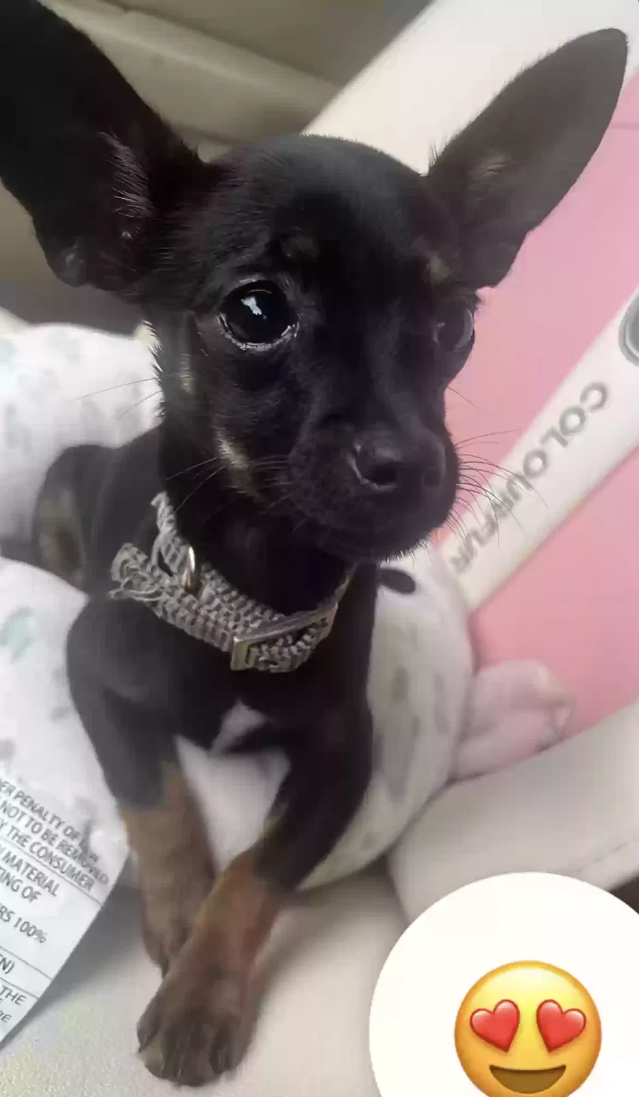Lost dog in Memphis, TN, 38118