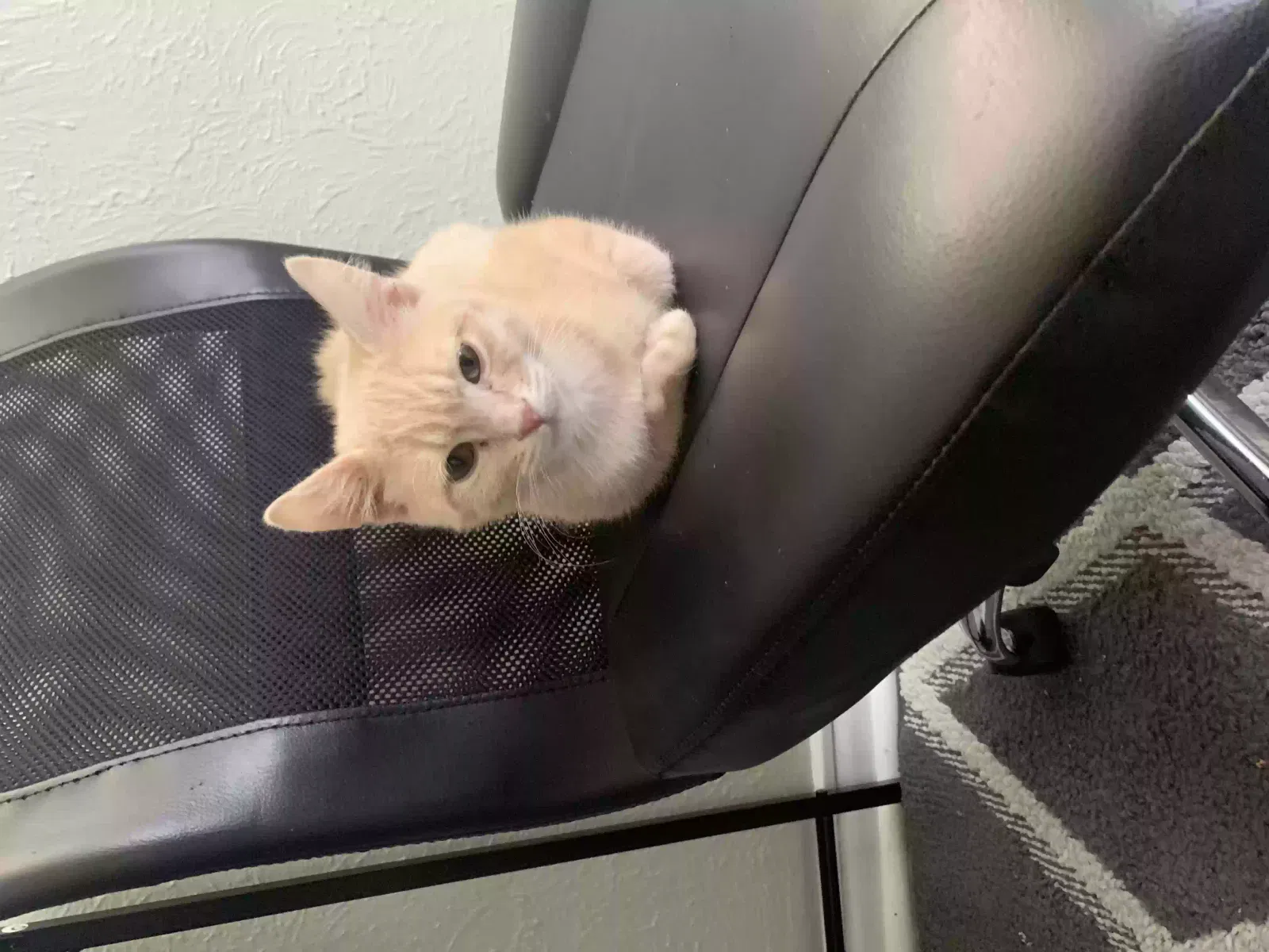Lost cat in Denver, CO, 80219
