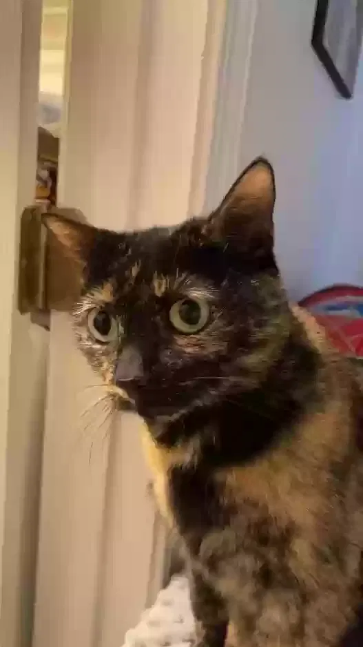 Lost cat in Southaven, MS, 38672