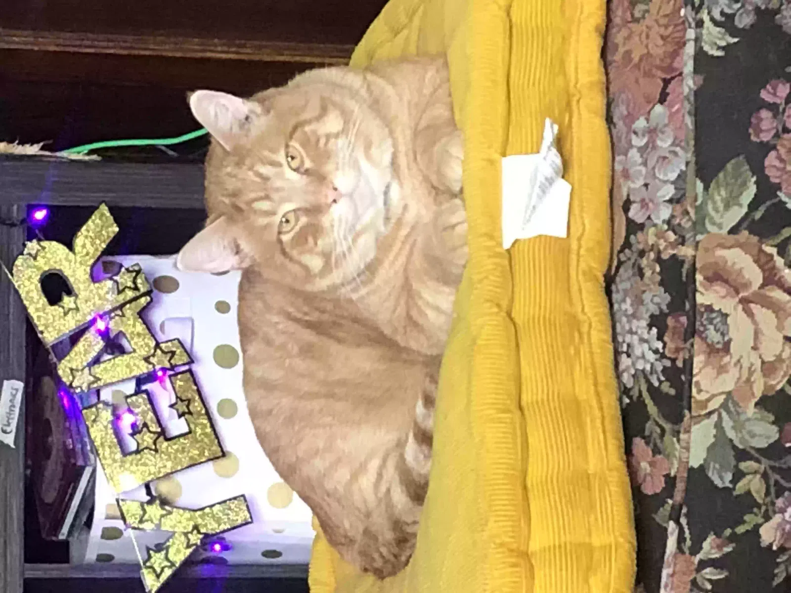 Lost cat in Allenton, WI, 53002