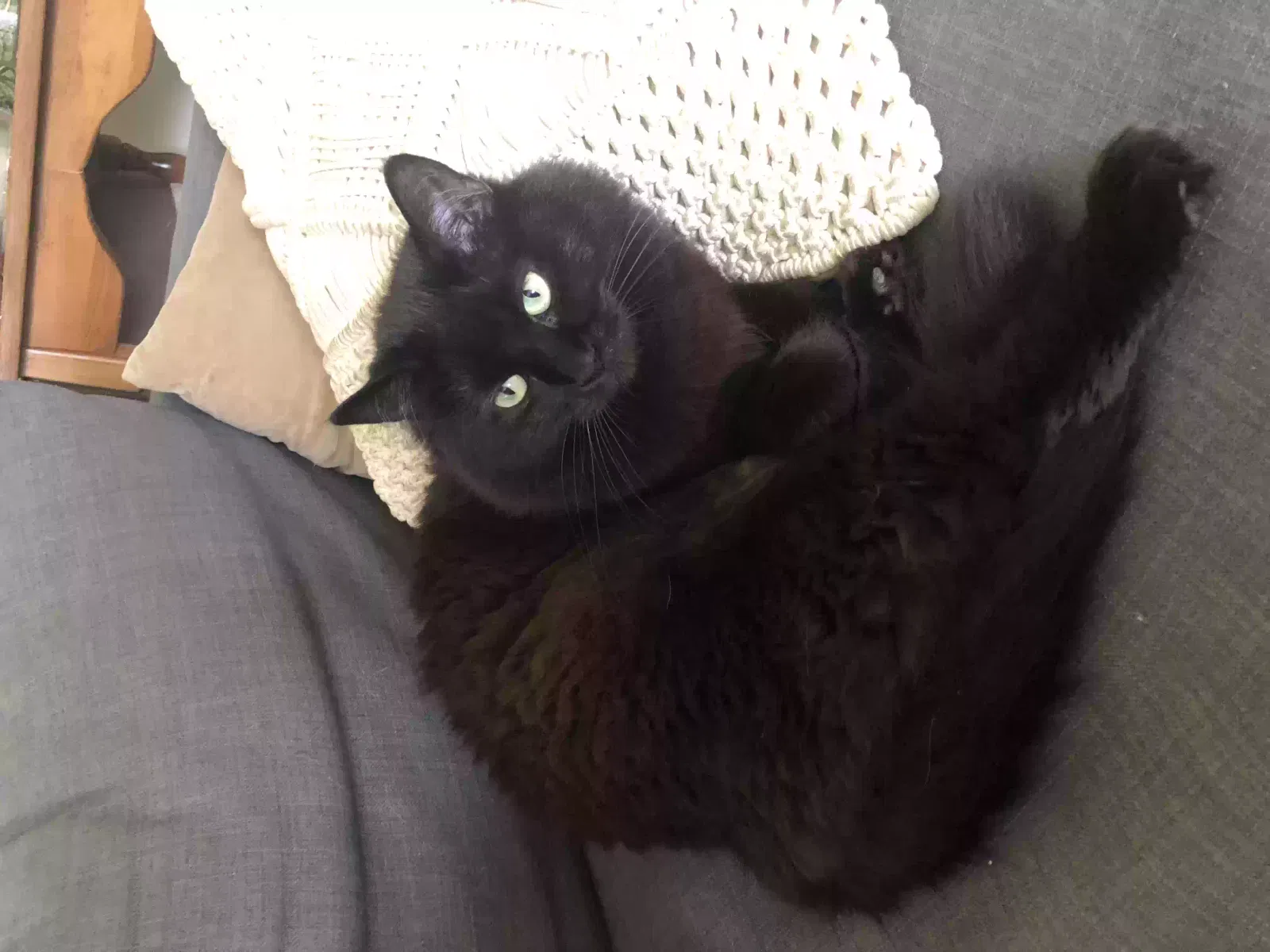 Lost cat in Arlington, WA, 98223