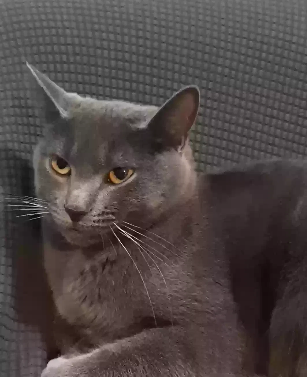 Lost cat in Traverse City, MI, 49696