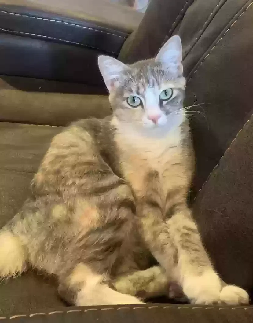 Lost cat in Mesa, AZ, 85212