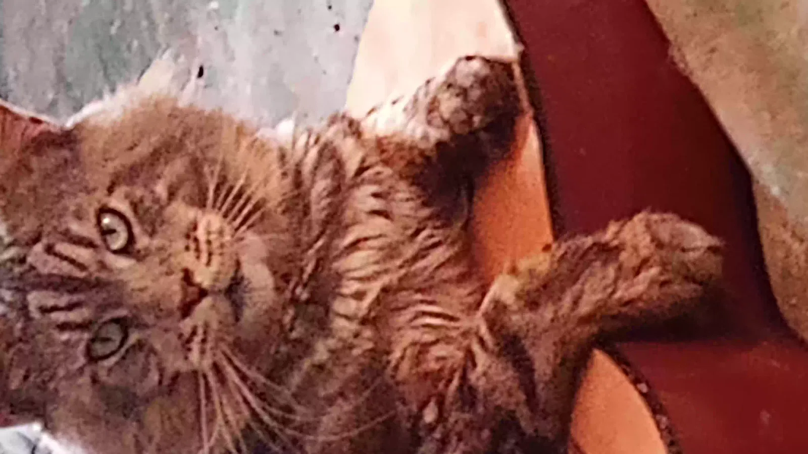 Lost cat in Waialua, HI, 96791