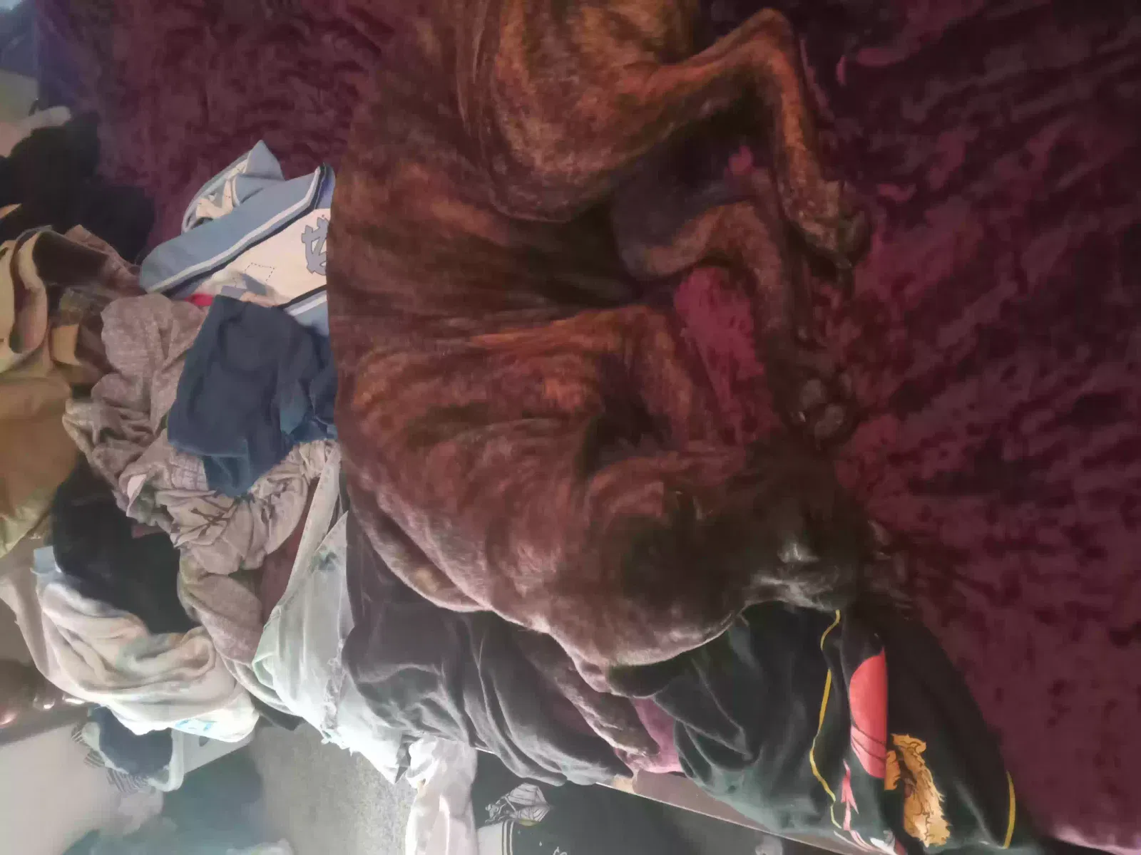 Lost dog in Waskom, TX, 75692