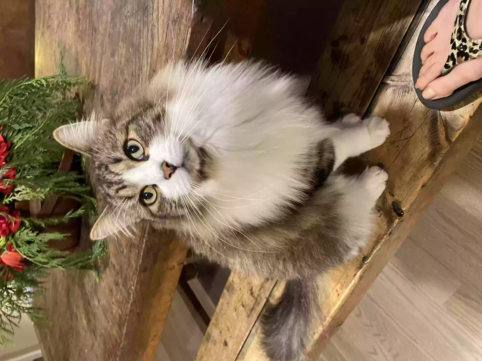 Lost cat in Marysville, WA, 98270
