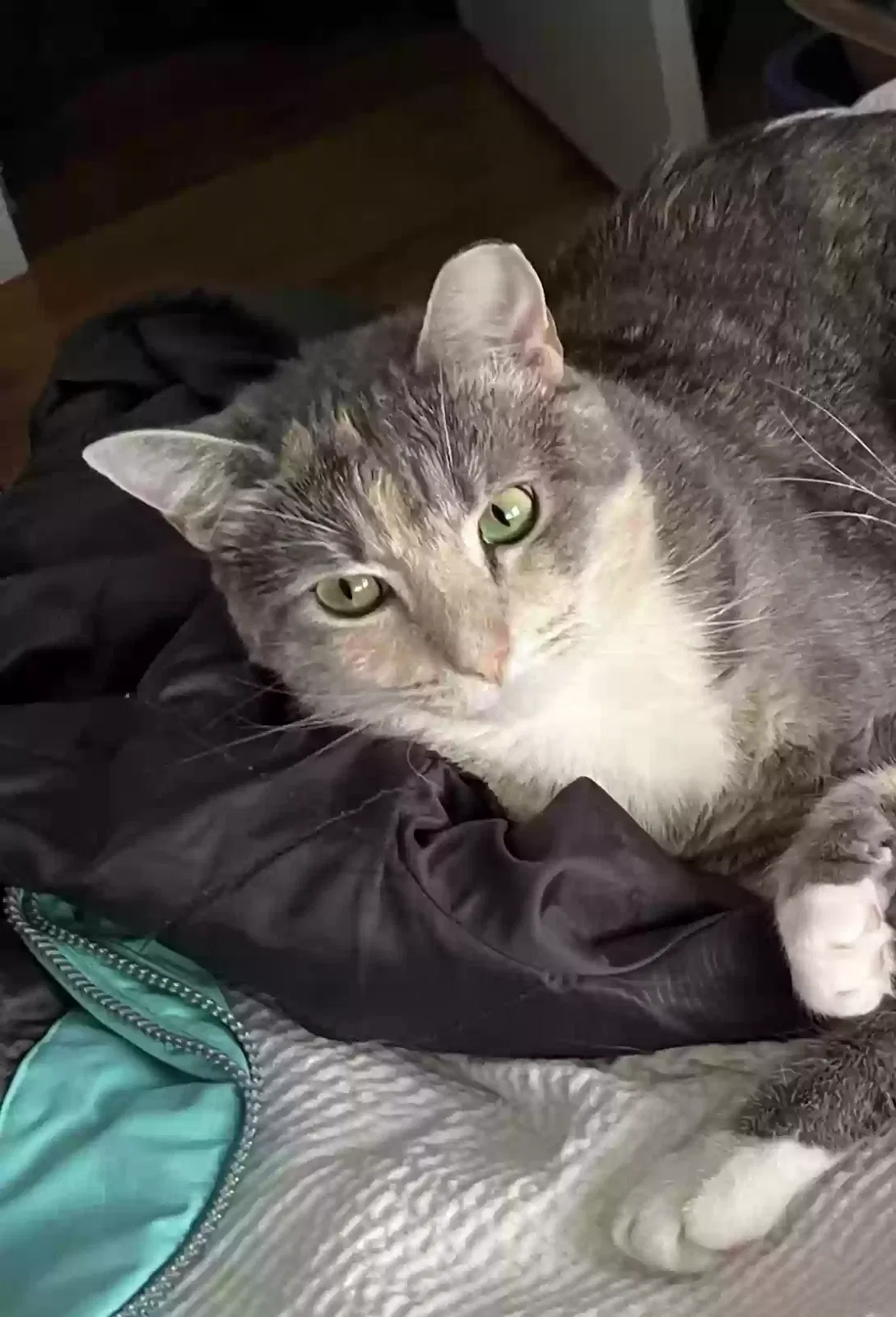 Lost cat in Knoxville, TN, 37921