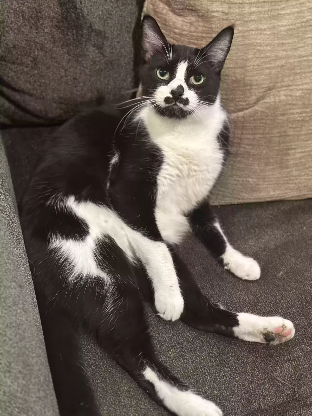 Lost cat in Spring, TX, 77386