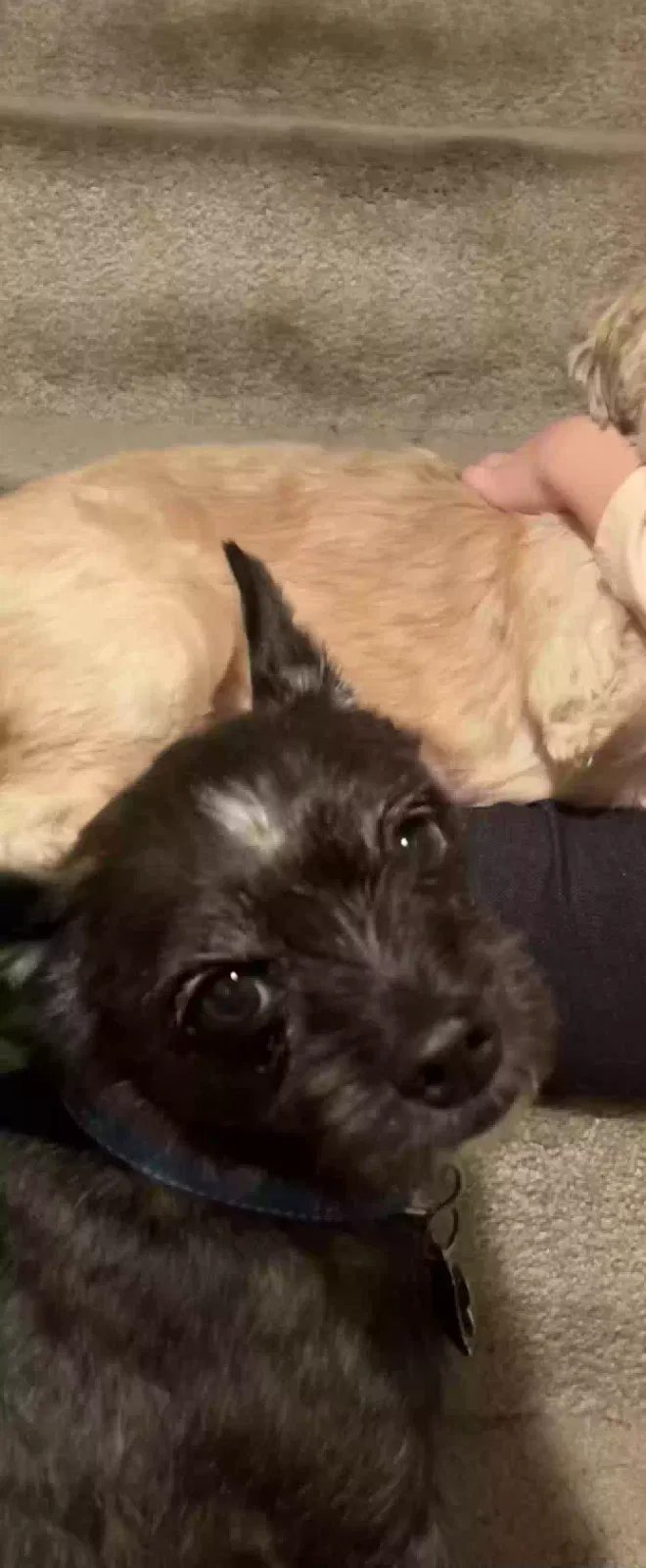 Lost dog in Lexington, KY, 40503