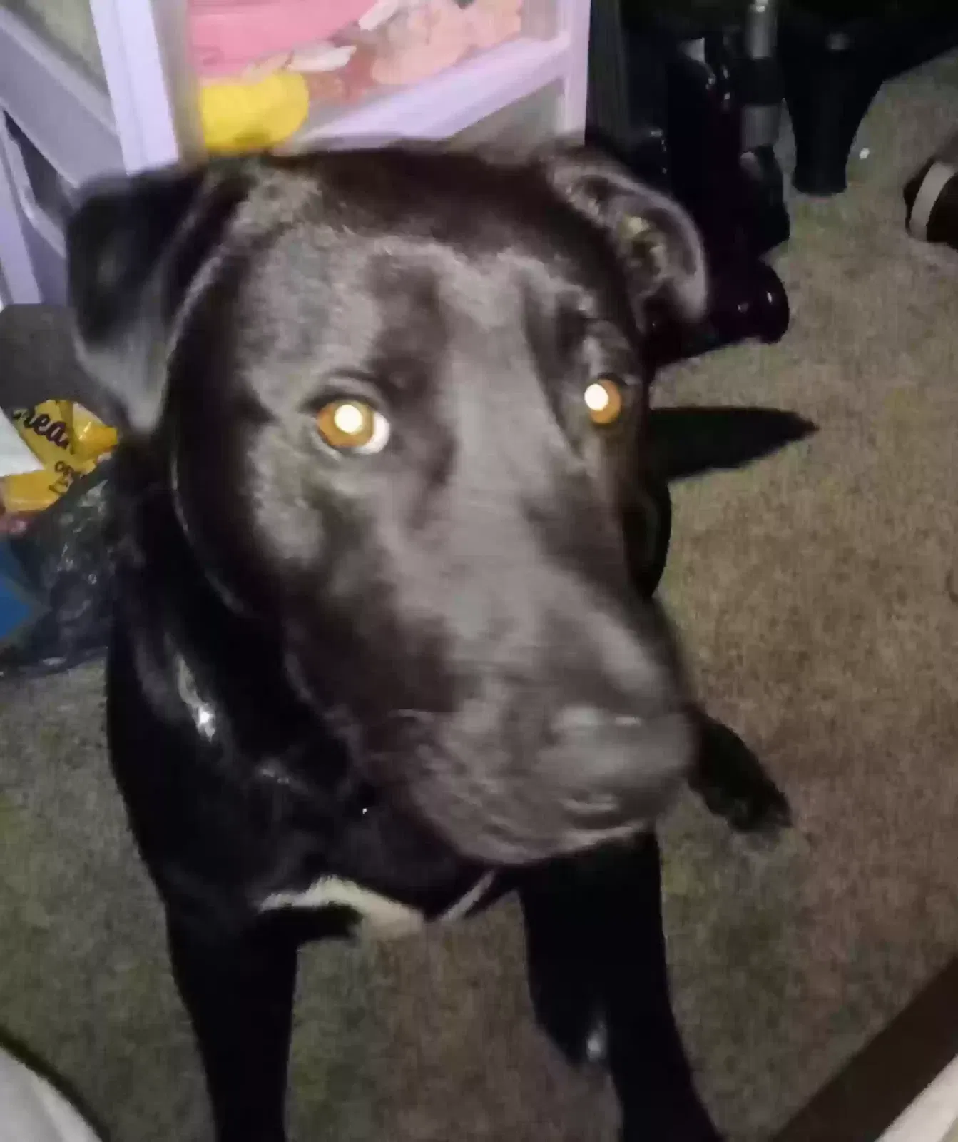 Found dog in Inman, SC, 29349