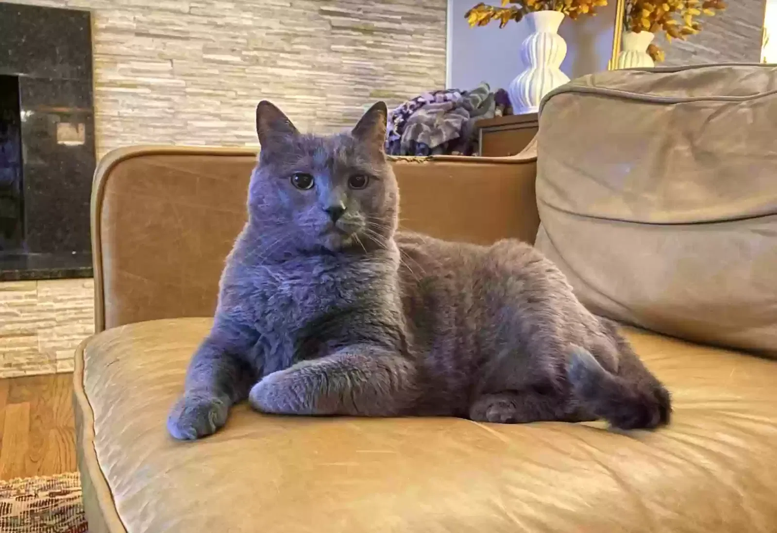 Lost cat in Great Falls, VA, 22066