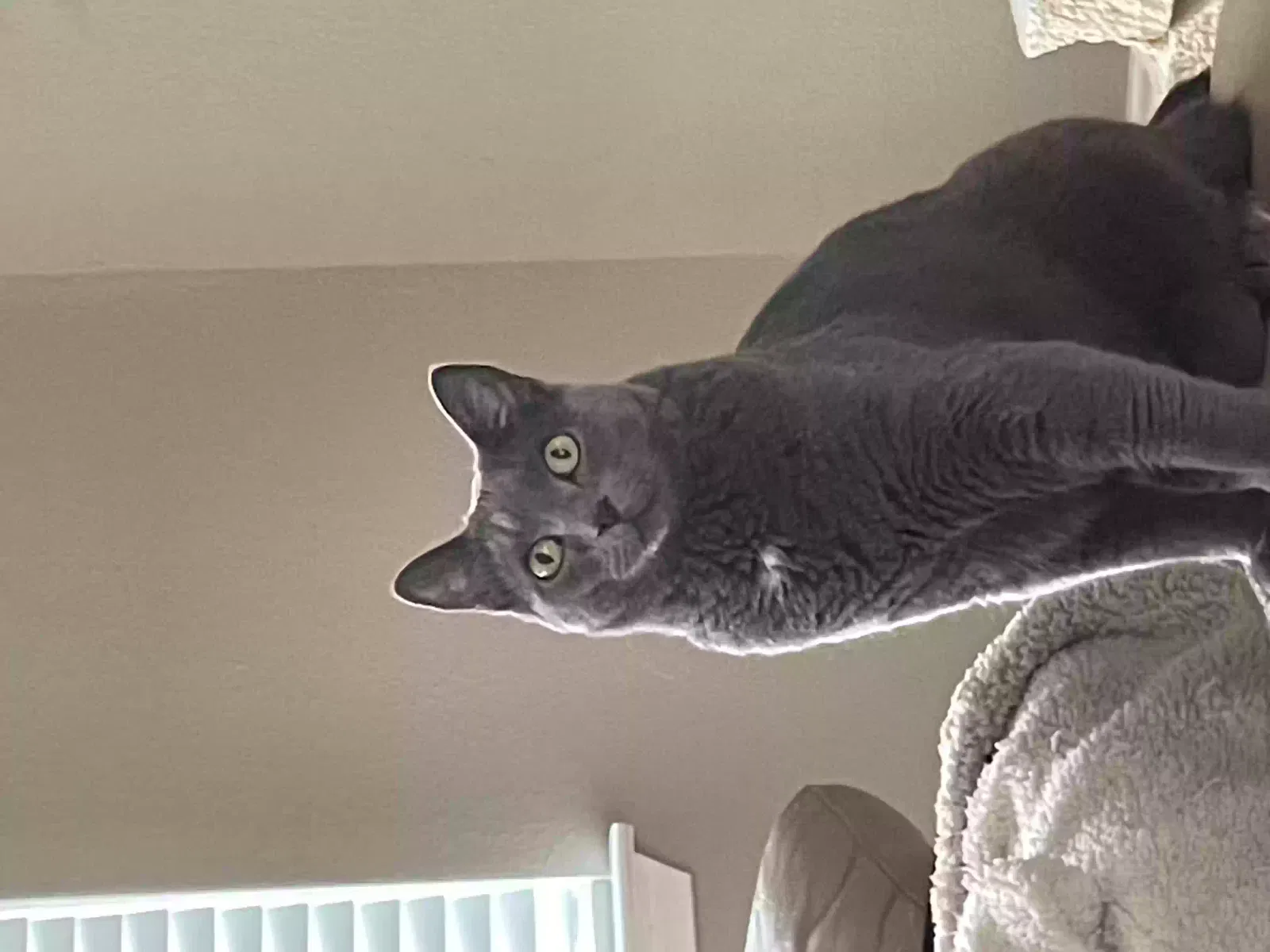 Lost cat in San Antonio, TX, 78259