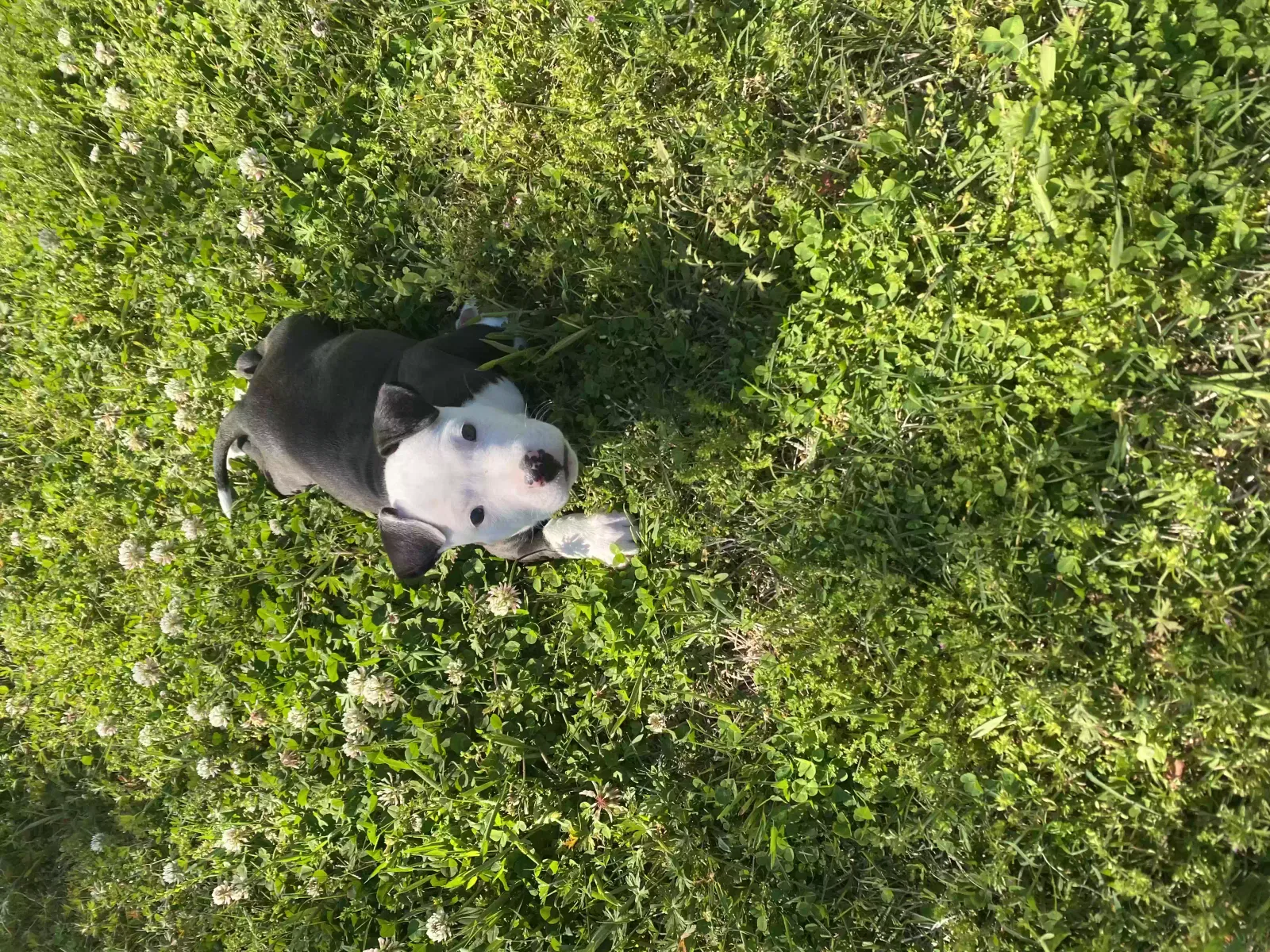 Lost dog in Durham, NC, 27701