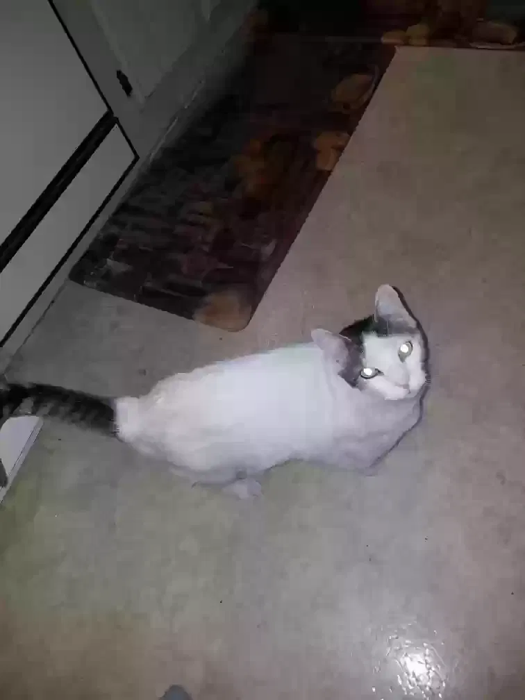 Lost cat in Scottsdale, AZ, 85257