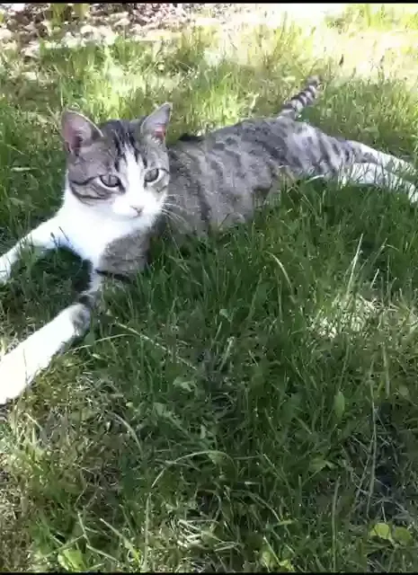 Lost cat in Lorena, TX, 76655