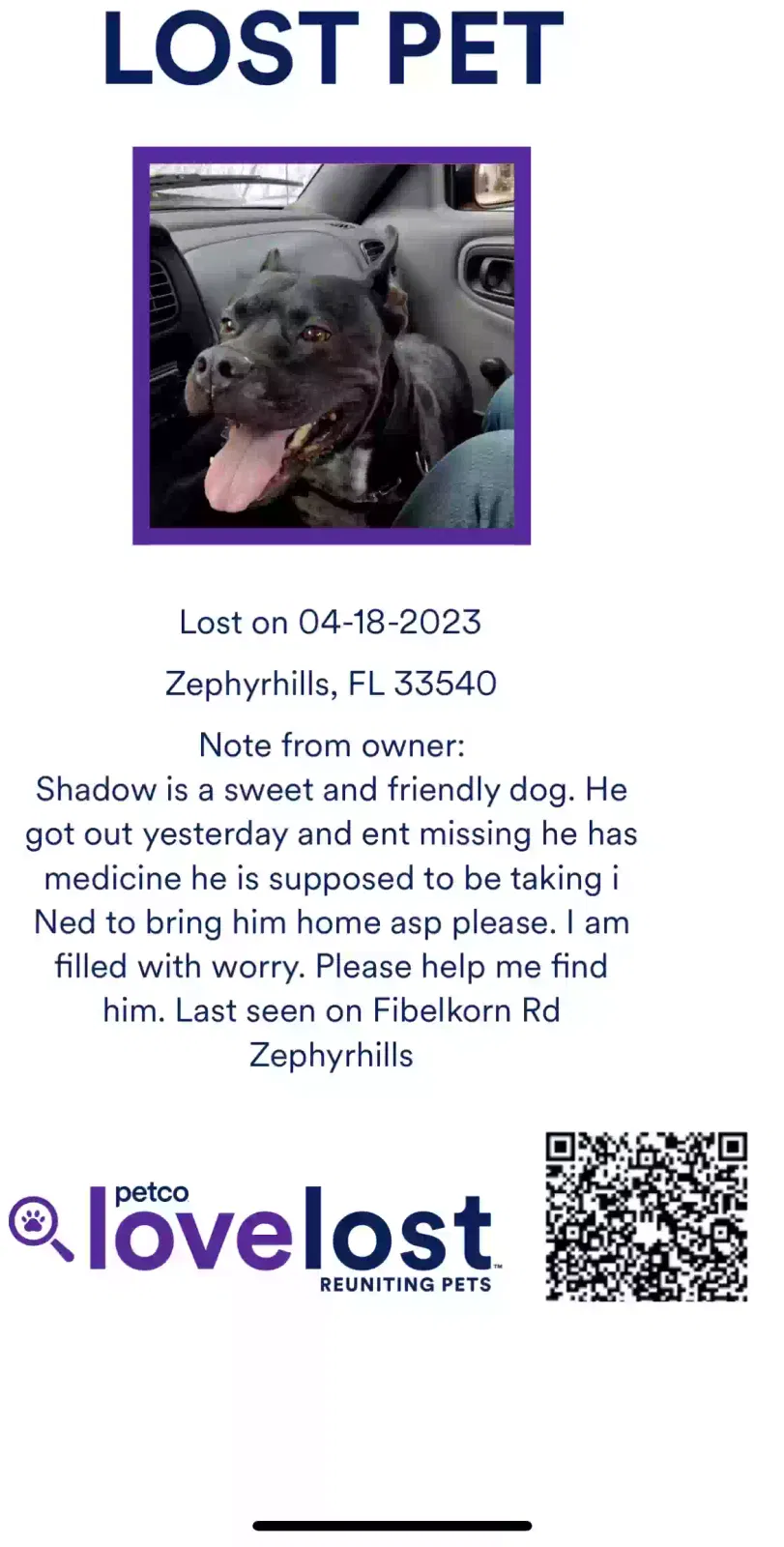 Lost dog in Zephyrhills, FL, 33540