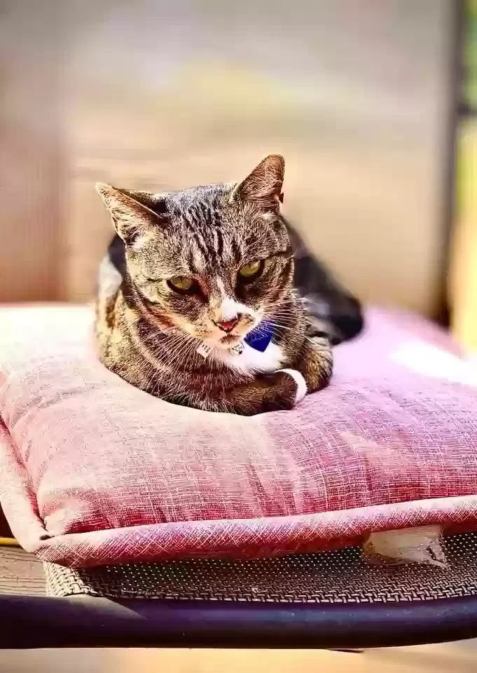 Lost cat in Alpine, CA, 91901