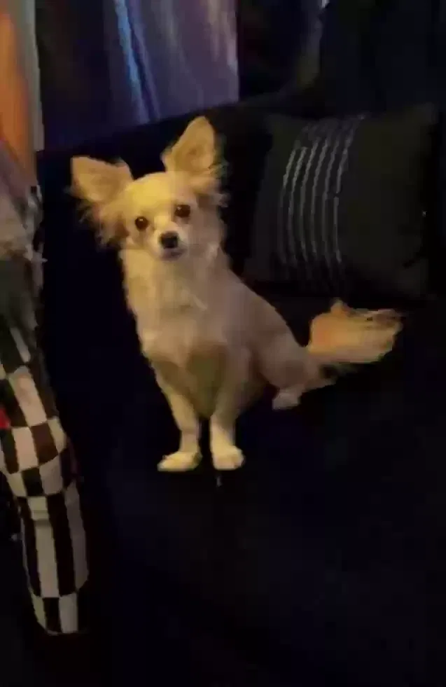 Lost dog in Chicago, IL, 60609