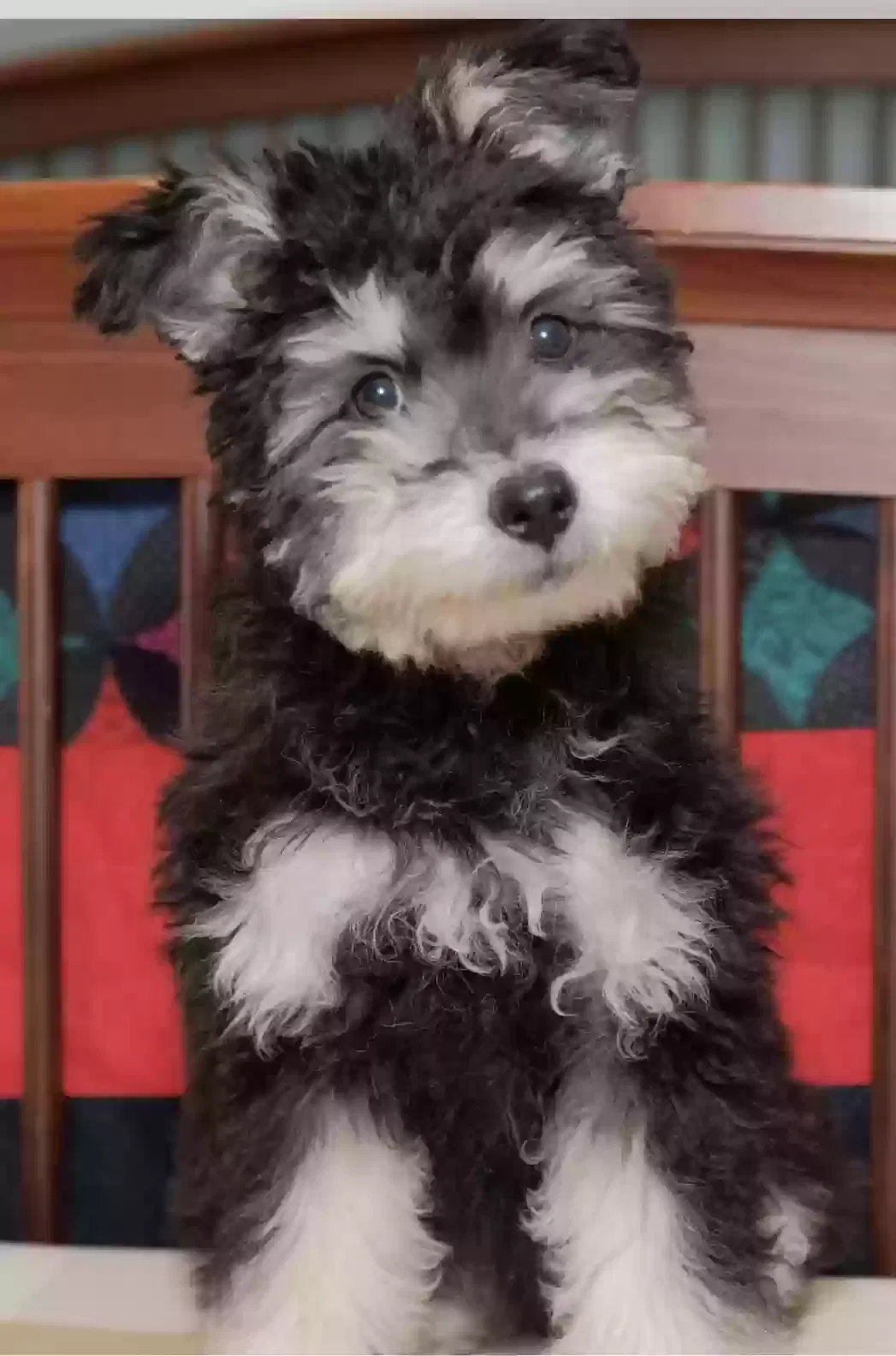 Lost dog in Madison, AL, 35757