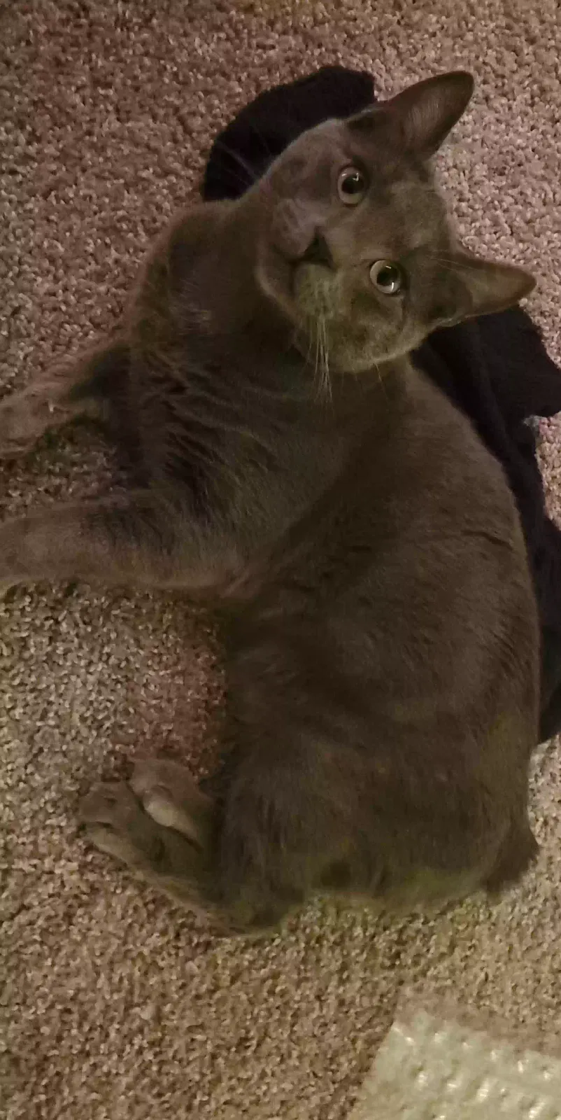 Lost cat in Vancouver, WA, 98665