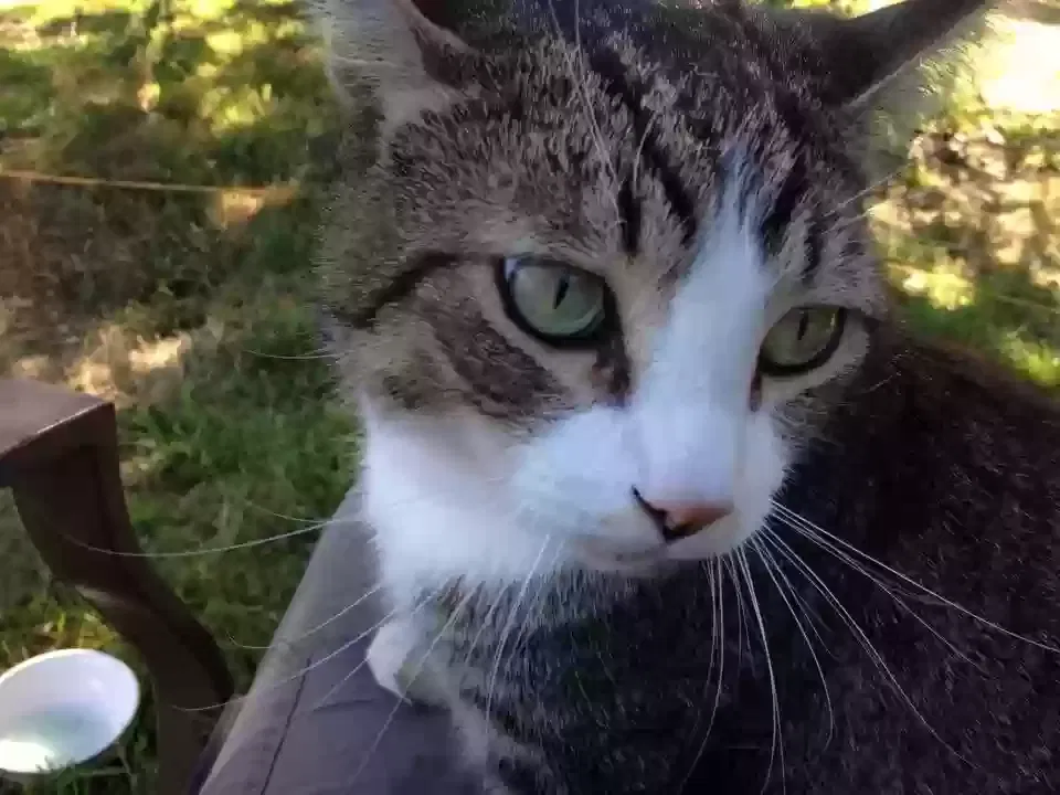 Lost cat in Monterey, CA, 93940
