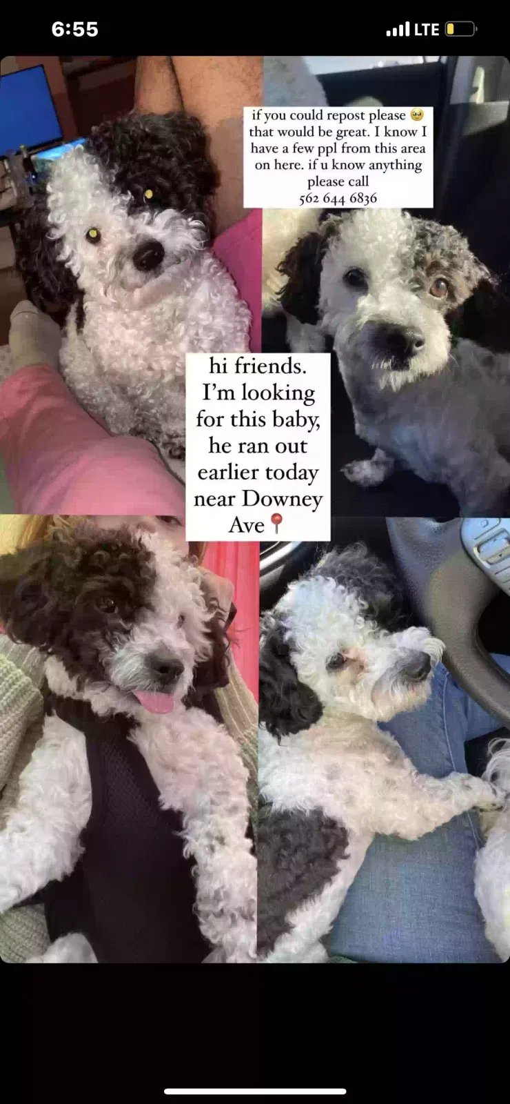 Lost dog in Downey, CA, 90240