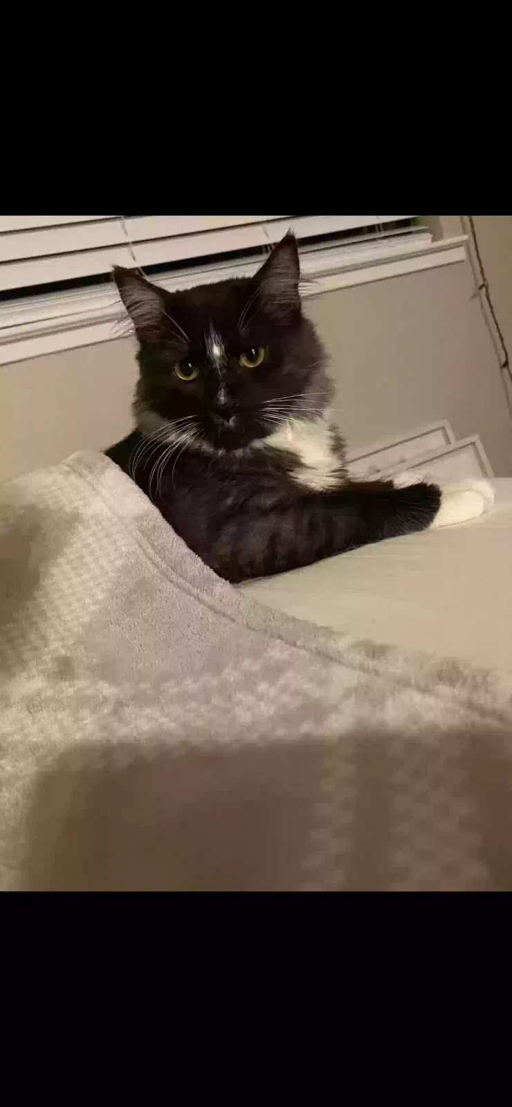 Lost cat in Citrus Heights, CA, 95621