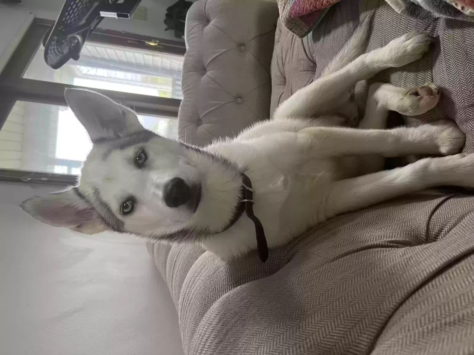 Lost dog in Columbia City, IN, 46725